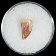 Small Raptor Tooth From Morocco - #7440-1